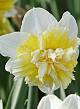X 100 NARCISSUS ICE KING 12/14
