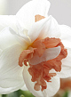 X 100 NARCISSUS MY STORY 12/14