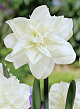 X 100 NARCISSUS OBDAM 12/14