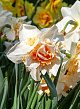 X 100 NARCISSUS REPLETE 12/14