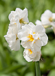 X 100 NARCISSUS BRIDAL CROWN 12/14