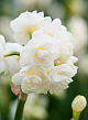 X 100 NARCISSUS CHEERFULNESS 12/14