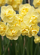 X 100 NARCISSUS YELLOW CHEERFULNESS 12/14