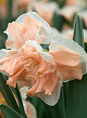 X 100 NARCISSUS APRICOT WHIRL 12/14