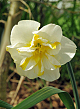 X 100 NARCISSUS LEMON BEAUTY 12/14