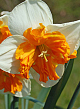X 100 NARCISSUS ORANGERY 14/16