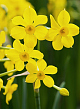 X 100 NARCISSUS BABY BOOMER 10/12