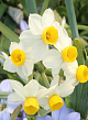 X 100 NARCISSUS CANALICULATUS 12/14