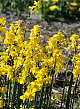 X 100 NARCISSUS CORDUBENSIS 6/+