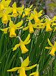 X 100 NARCISSUS FEBRUARY GOLD 12/14