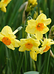 X 100 NARCISSUS GOLDEN DAWN 12/14