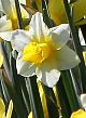 X 100 NARCISSUS GOLDEN ECHO 12/14