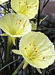 X 100 NARCISSUS JULIA JANE 5/+