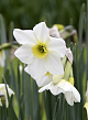 X 100 NARCISSUS LIEKE 12/14