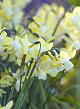 X 100 NARCISSUS MOONLIGHT SENSATION 12/14