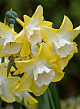 X 100 NARCISSUS PIPIT 10/12