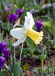 X 100 NARCISSUS PRINSES AMALIA 12/14