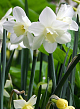X 100 NARCISSUS PUEBLO 12/14