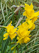 X 100 NARCISSUS QUAIL 12/14