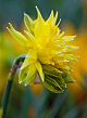 X 100 NARCISSUS RIP VAN WINKLE 10/12