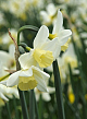 X 100 NARCISSUS SAILBOAT 12/14