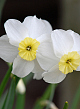 X 100 NARCISSUS SEGOVIA 12/14