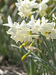 X 100 NARCISSUS STARLIGHT SENSATION 12/14