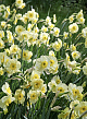 X 100 NARCISSUS SUN DISC 10/12
