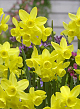 X 100 NARCISSUS SUNLIGHT SENSATION 12/14