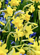 X 250 NARCISSUS TÊTE-À-TÊTE 12/14