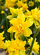 X 100 NARCISSUS TÊTE BOUCLÉ 11/12