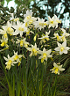 X 100 NARCISSUS TOTO 8/9