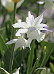 X 100 NARCISSUS TRIANDRUS THALIA 12/14