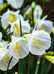 X 100 NARCISSUS WHITE PETTICOAT 6/8