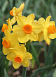 X   50 NARCISSUS GRAND SOLEIL DOR 15/17