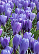 X 100 CROCUS BLUE OCEAN 8/9