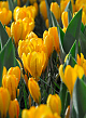 X 100 CROCUS GOLDEN YELLOW 8/9