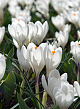 X 100 CROCUS JEANNE DARC 8/9