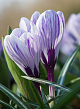 X 100 CROCUS PICKWICK 8/9