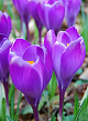 X 100 CROCUS REMEMBRANCE 8/9