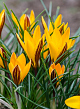X 100 CROCUS ANGUSTIFOLIUS 5/+