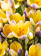 X 100 CROCUS SPECIE CHR. ADVANCE 5/+