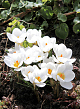 X 100 CROCUS SPECIE CHR. ARD SCHENK 5/+