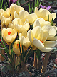 X 100 CROCUS SPECIE CHR. CREAM BEAUTY 5/+