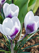 X 100 CROCUS SPECIE PRINS CLAUS 5/+