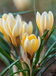 X 100 CROCUS SPECIE ROMANCE 5/+