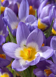 X 100 CROCUS SPECIE SIEBERI TRICOLOR 6/+