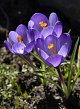 X 100 CROCUS SPECIE TOMMASINIANUS 5/+