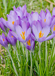 X 100 CROCUS SPECIE TOM. WHITEWELL PURPLE 5/+