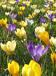 X 100 CROCUS BOTANISCH GEMENGD 5/+